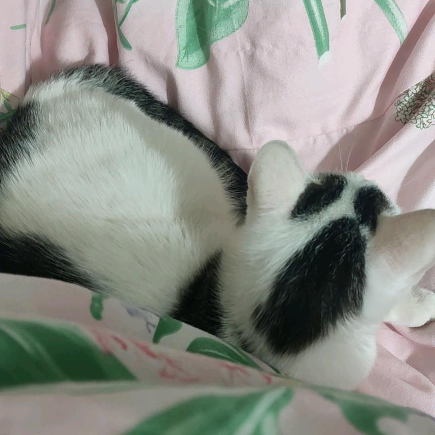 螳螂老表屎壳郎