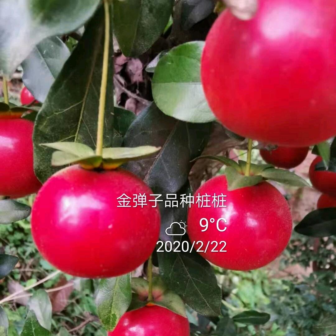 金弹子品种桩桩二店