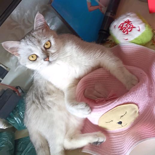 妮妮