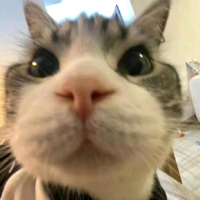 西伯利亚大黑猪