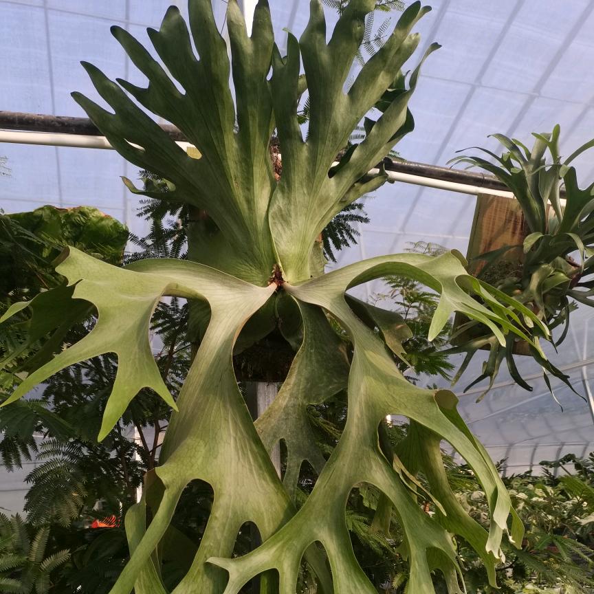 花美绿植园艺