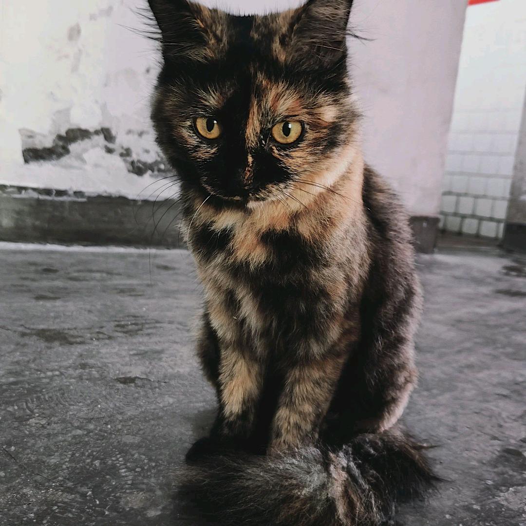 木土   杜