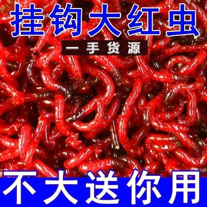 多多红虫鱼饵