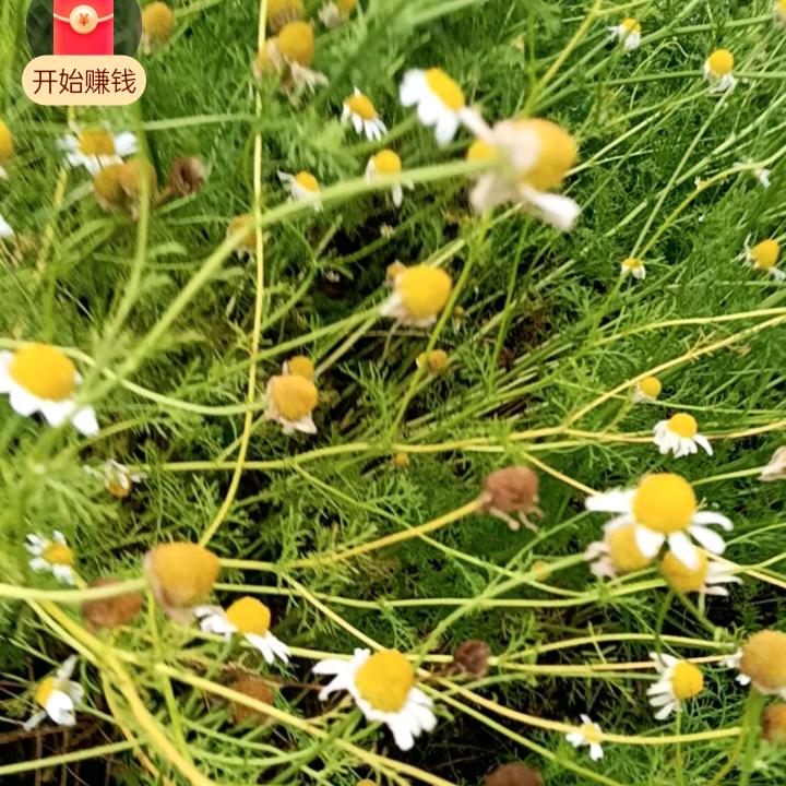 程：猫爪草防控外加苗后除草剂