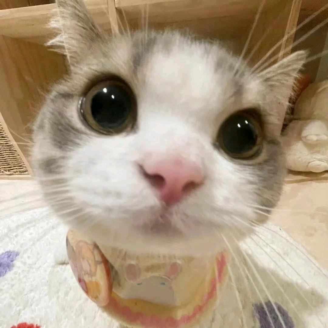 悦饼(和悟空比心版)