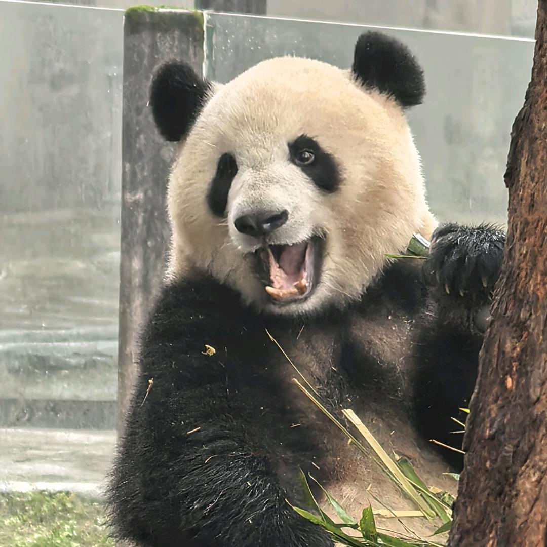 嗨🤪