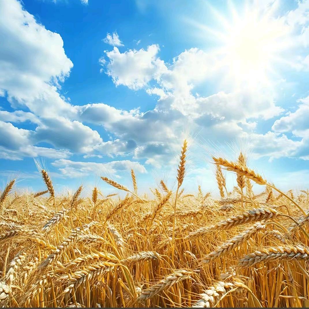 🐄🐎摆摊的一天