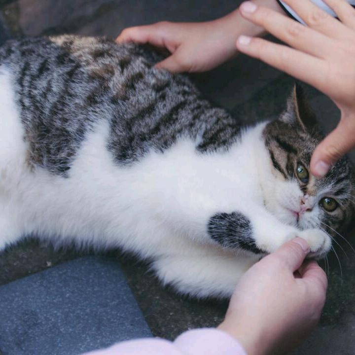 冬行猫