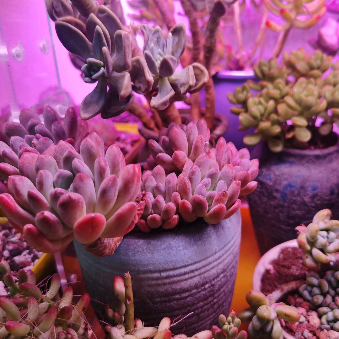 新疆丁丁