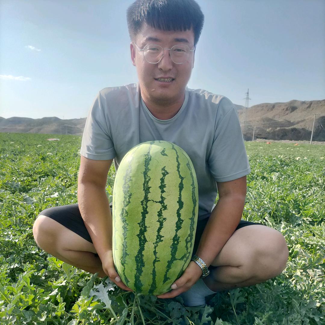 小刘香山硒砂瓜代办