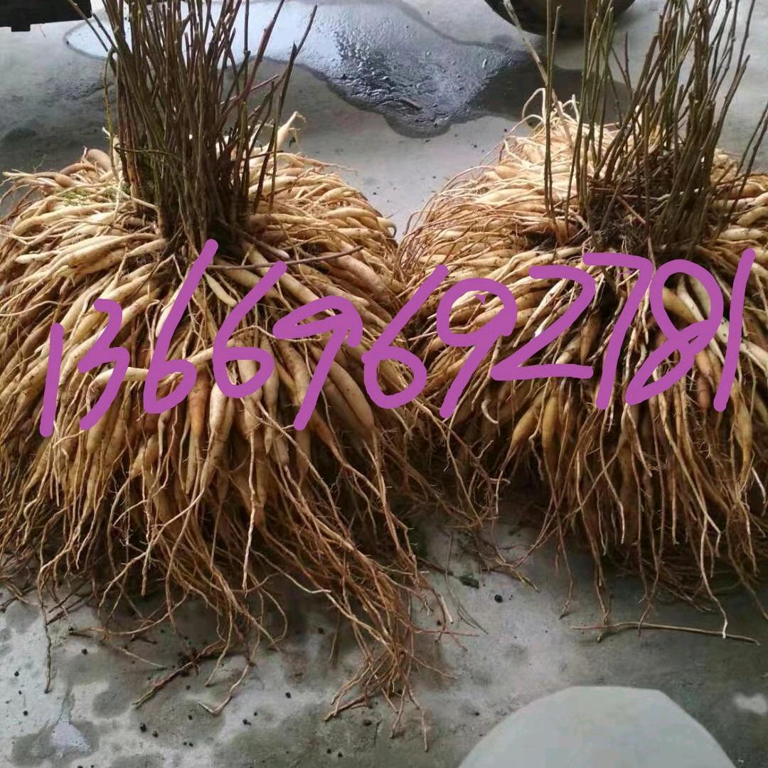 天冬百部益智草寇