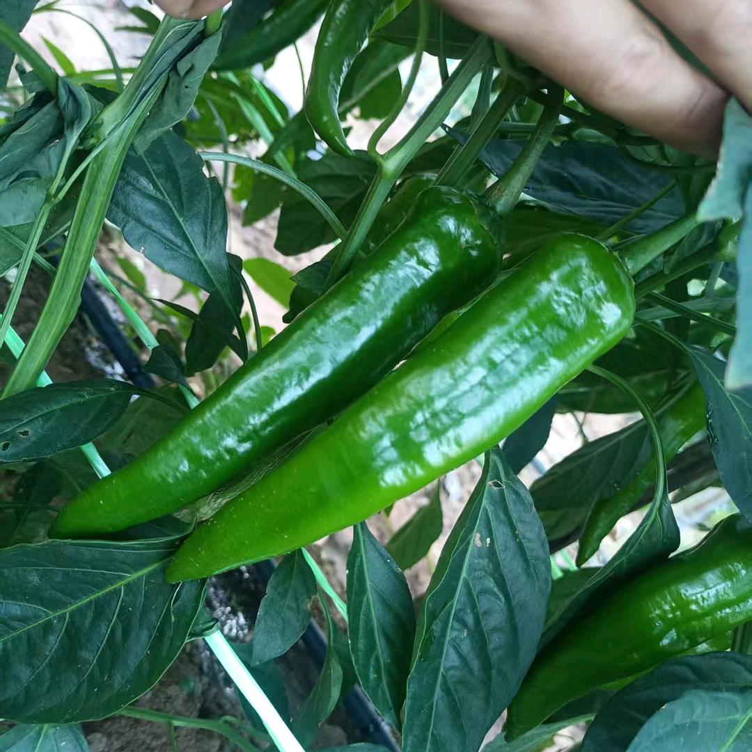 湛江市青椒村农产品源头工厂