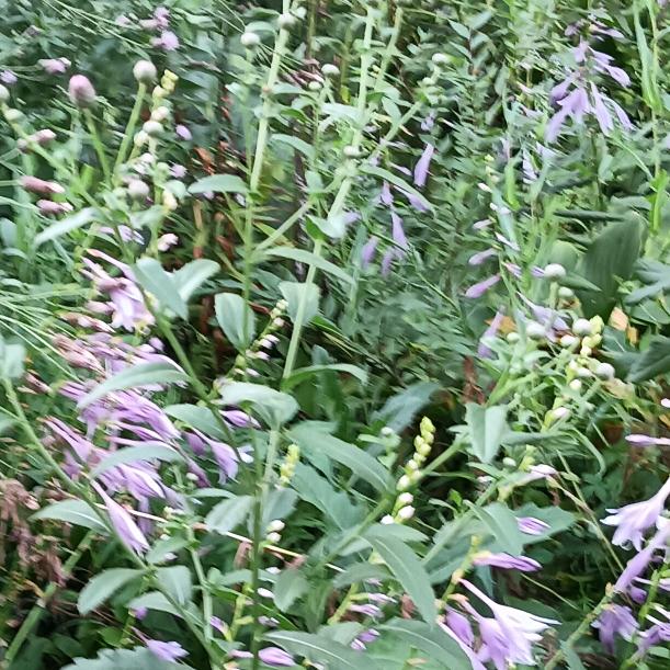 幸福象花儿一样