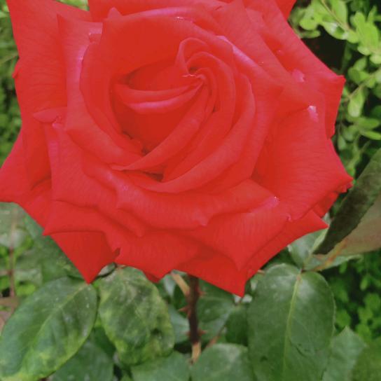 卖串串香的老板娘