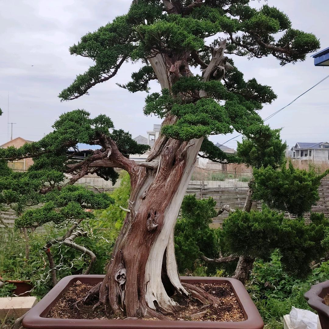 福元盆景