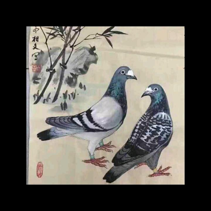利凤__鸽舍