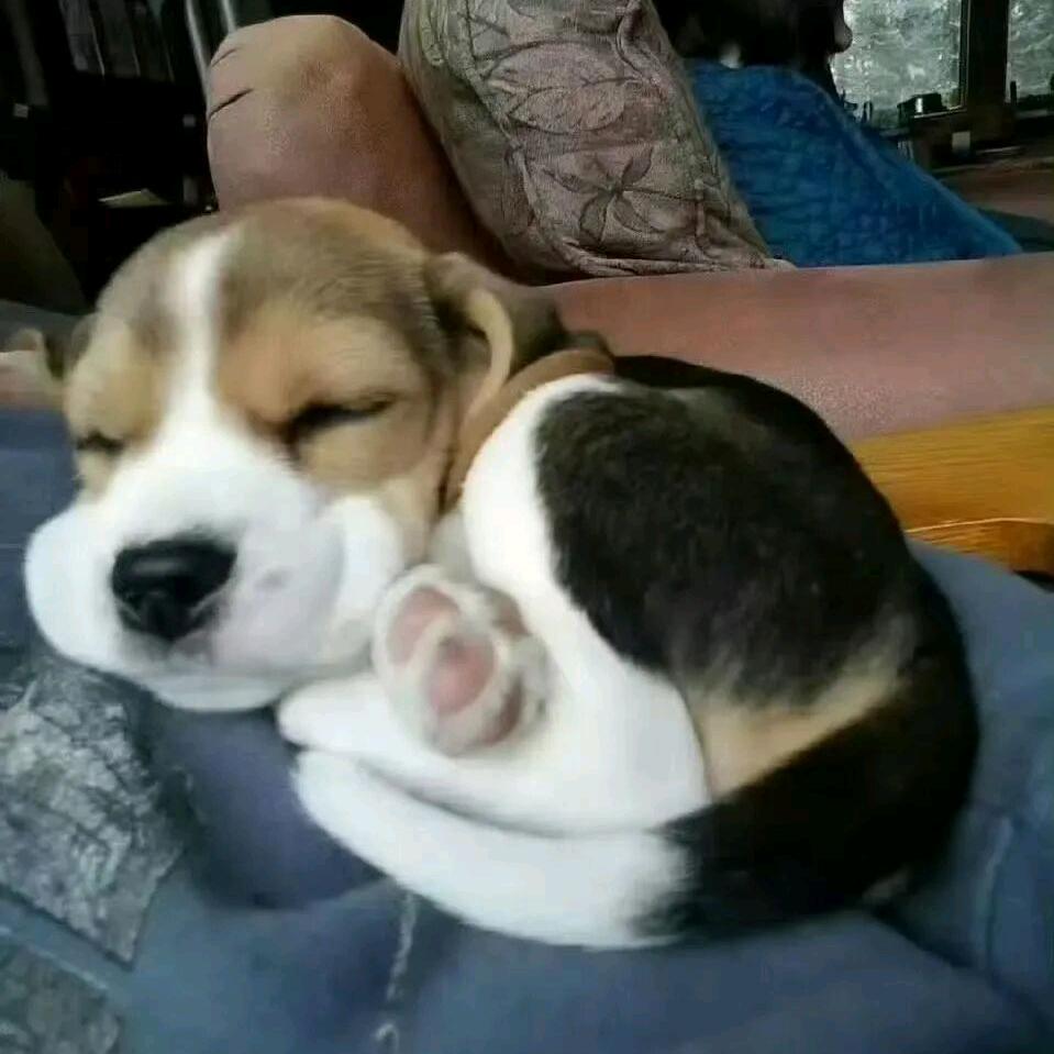 土钢丝