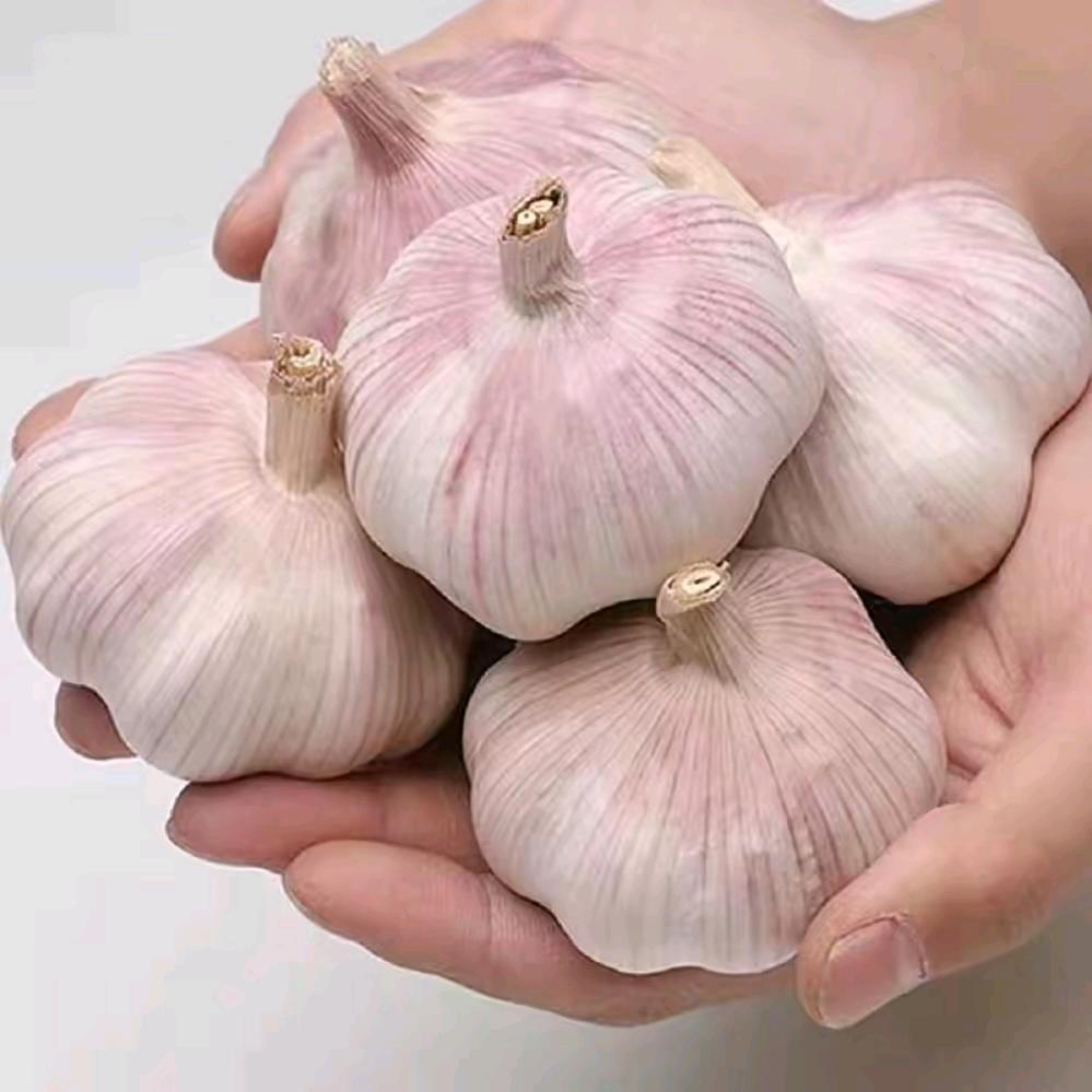 尔恒大蒜