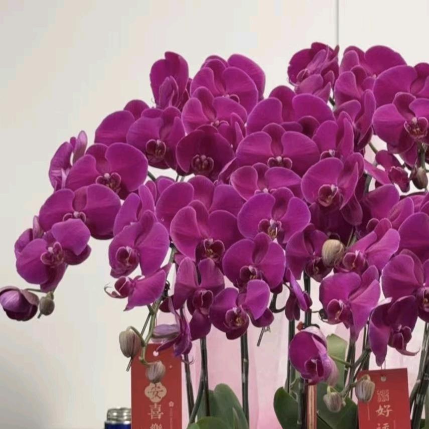润芳泽优品