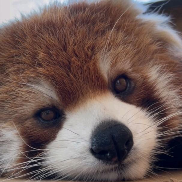 小浣熊本熊