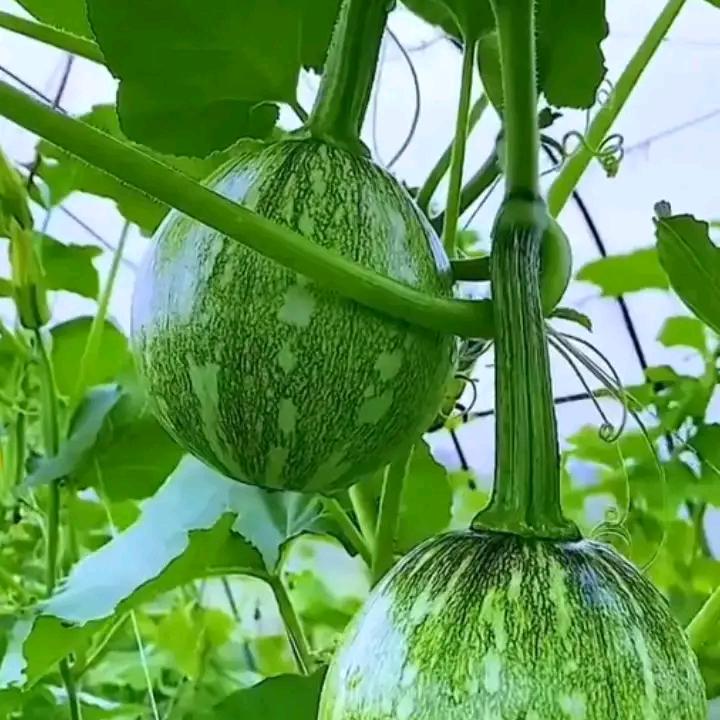 东川小表哥