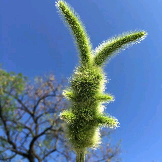 狗尾巴草