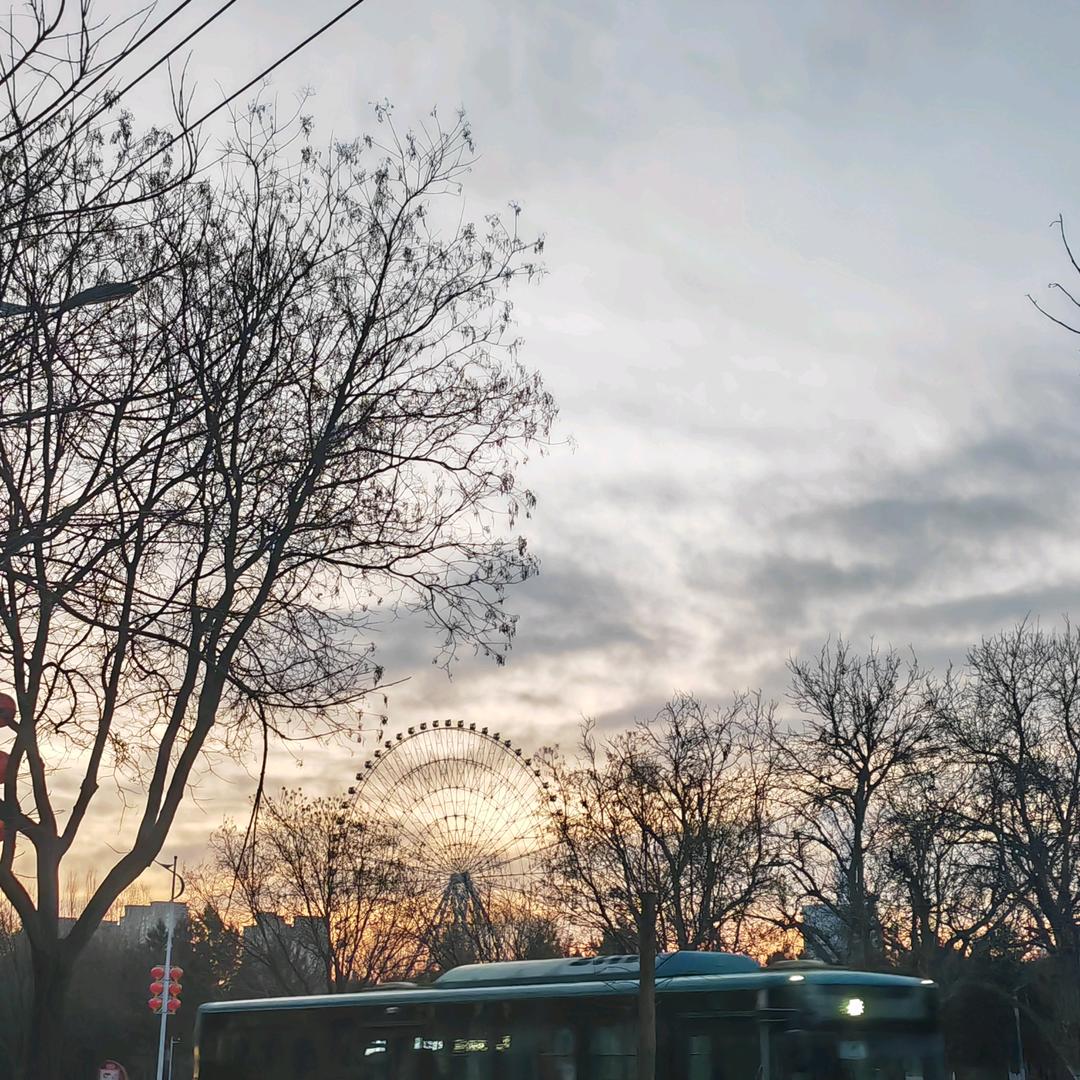 海鸥戴着前进帽