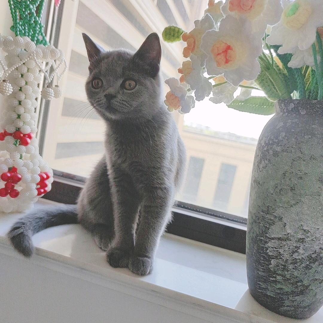 掌上明猪小麦