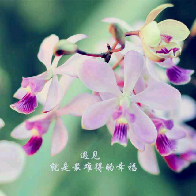 清水百合