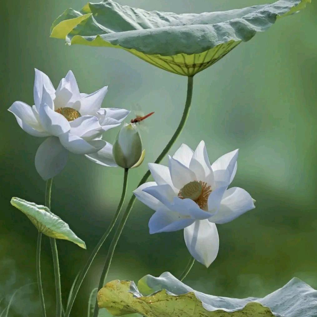 ღ释然ོꦿ࿐　 🪳