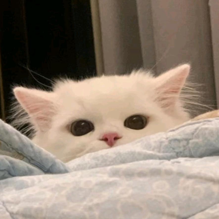 芋泥小猫♥