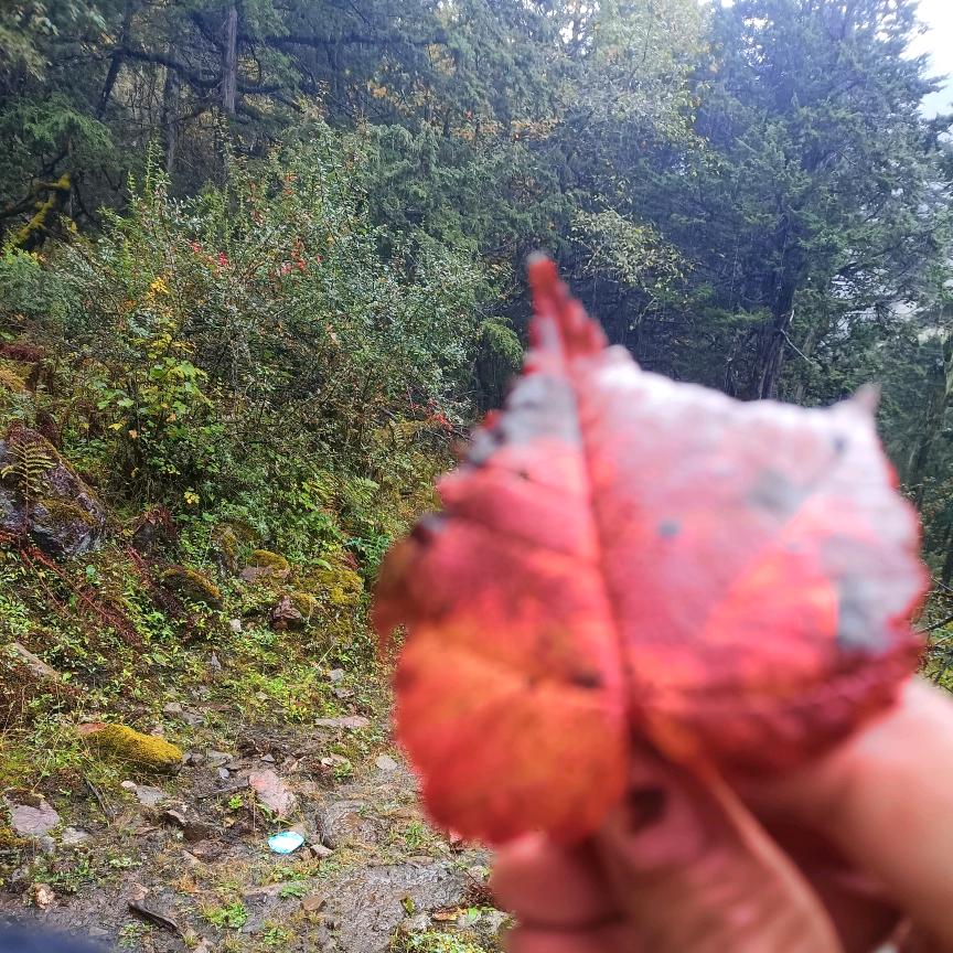 秋天的风🍂🍁🍂🍁