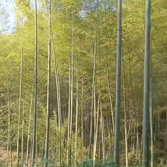 漂泊人生