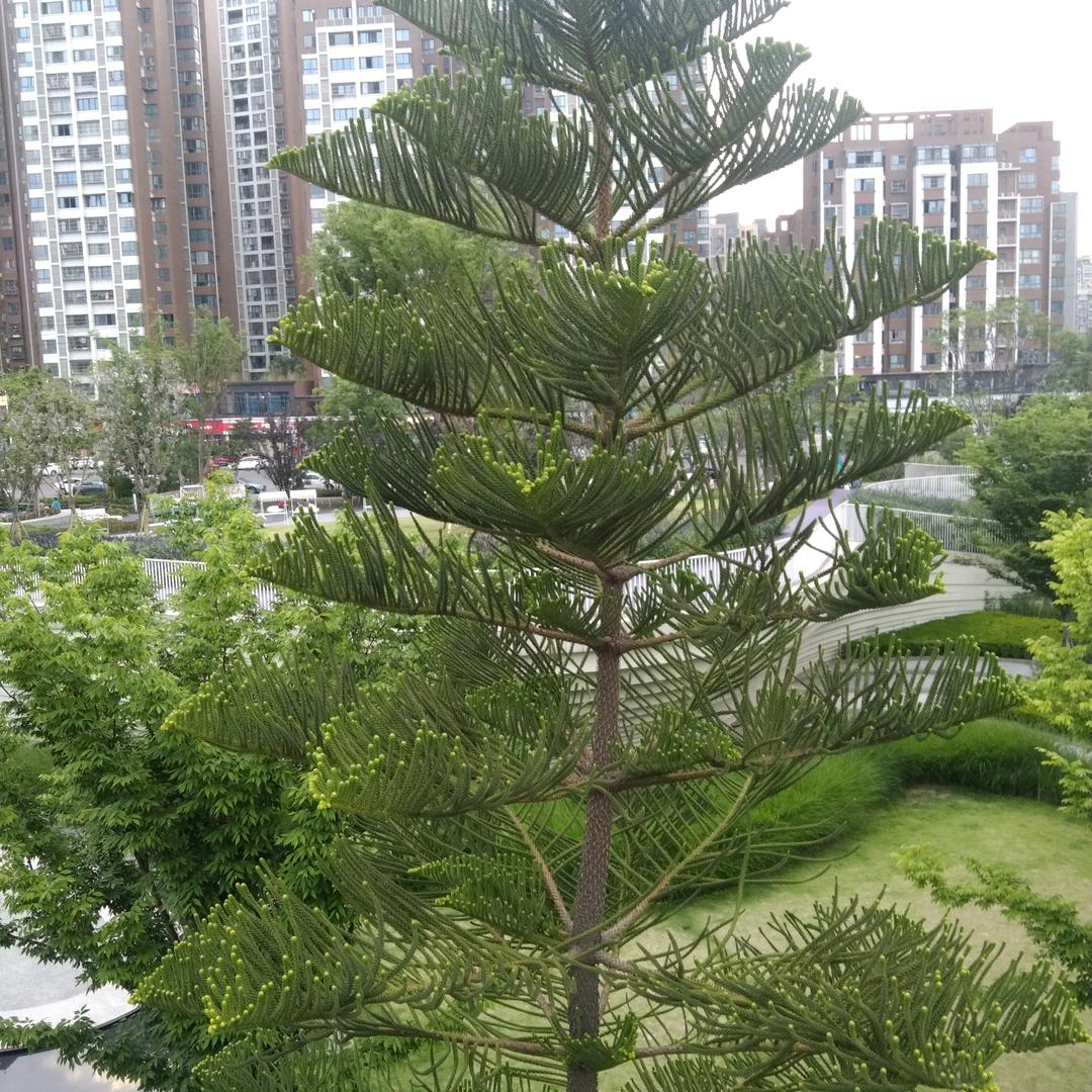 自由飞翔q