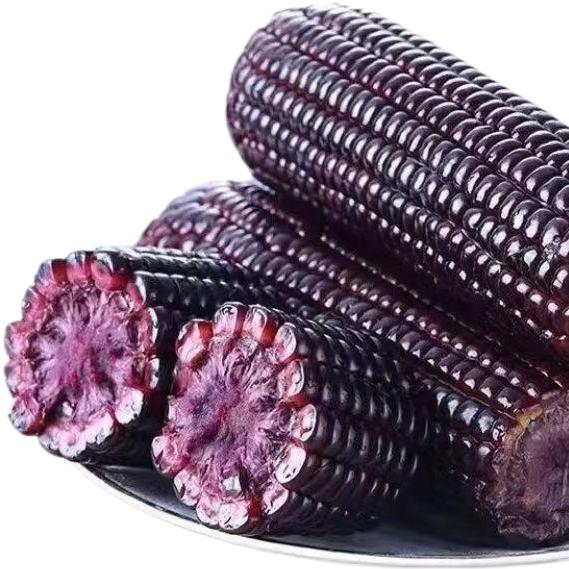 在兴安【糯玉米】