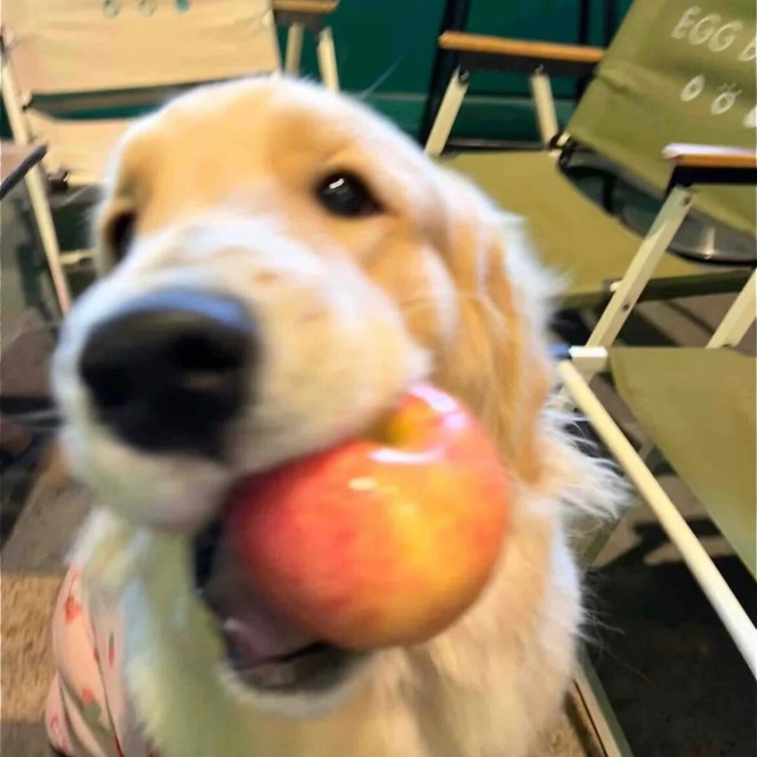 🐛     ¹⁴⁰¹¹