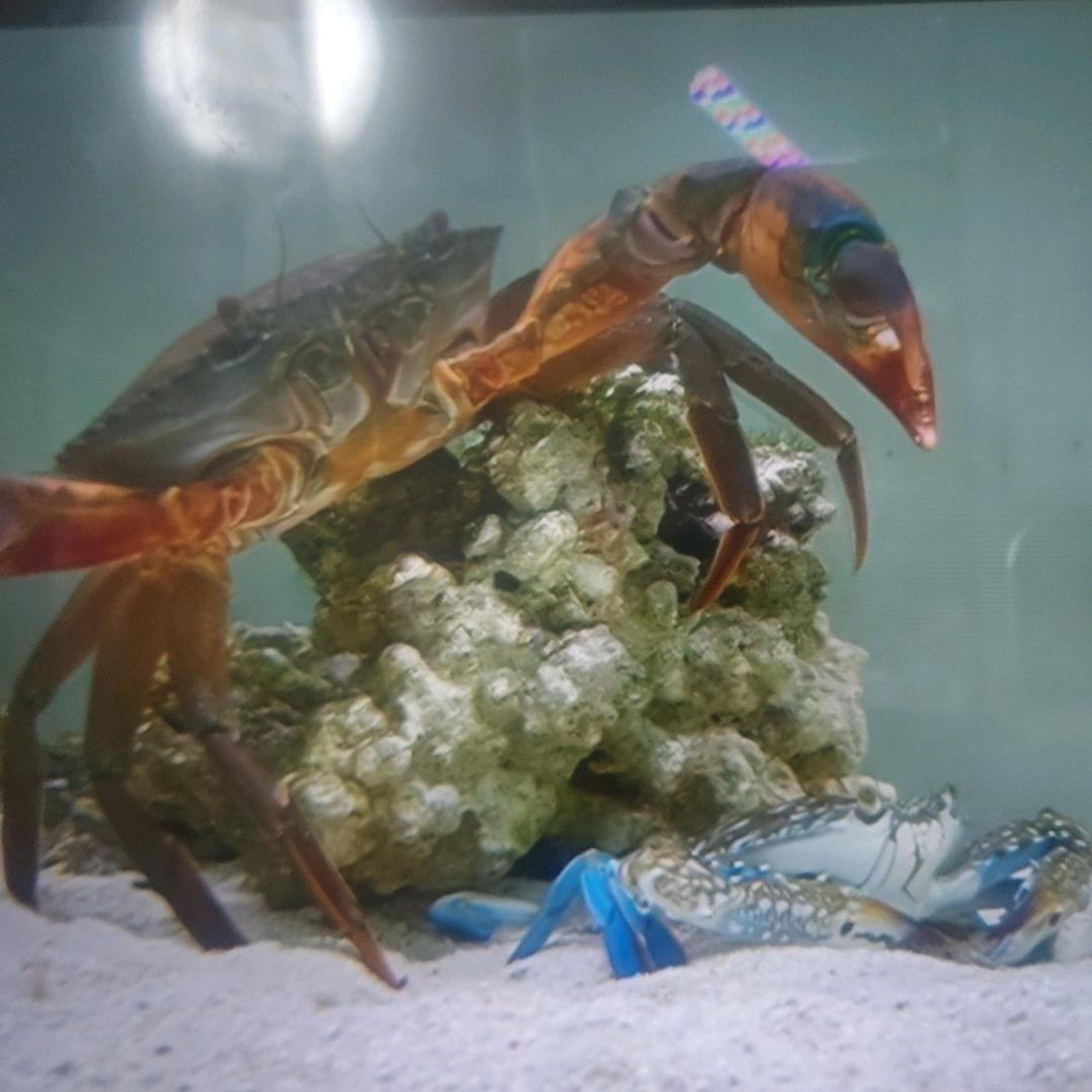 进来看鱼，天天开心