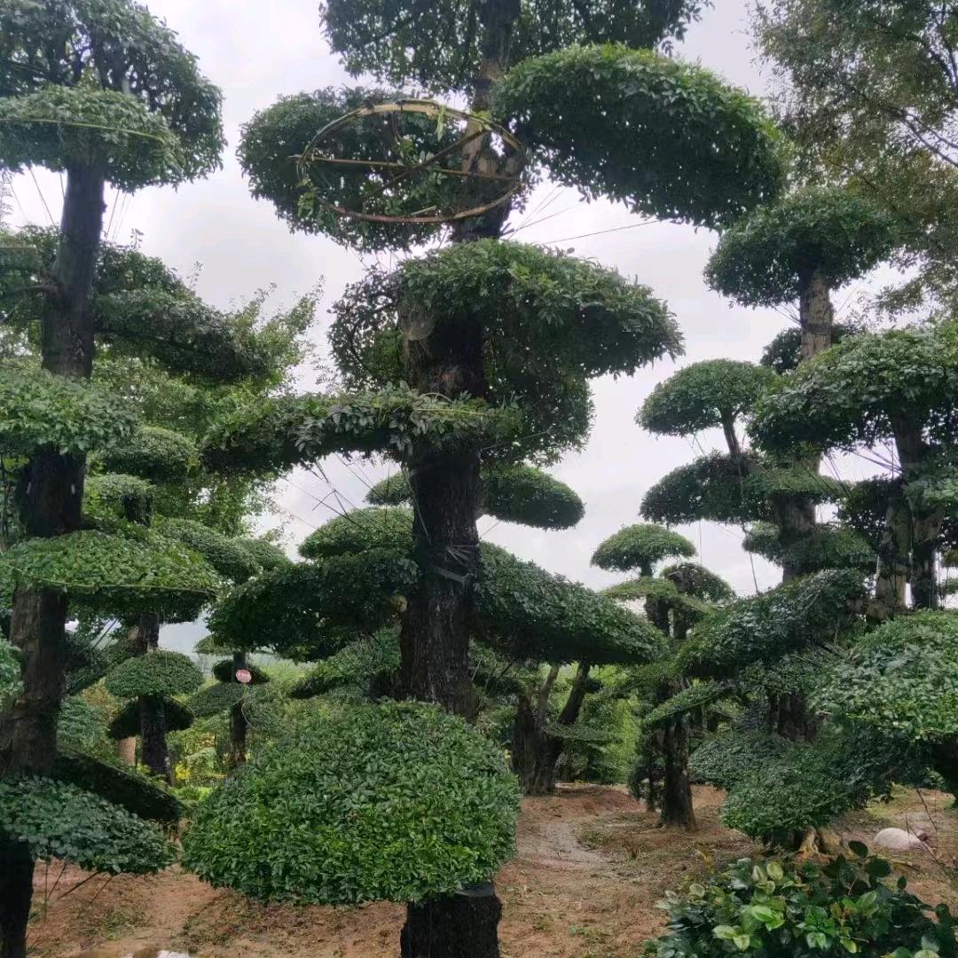 绿地果树绿化苗木