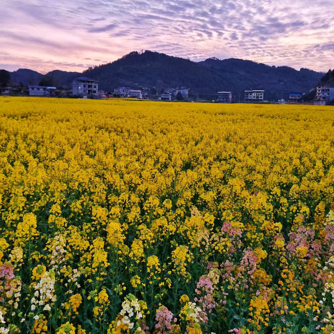❥🍊一颗辣 白菜🥬