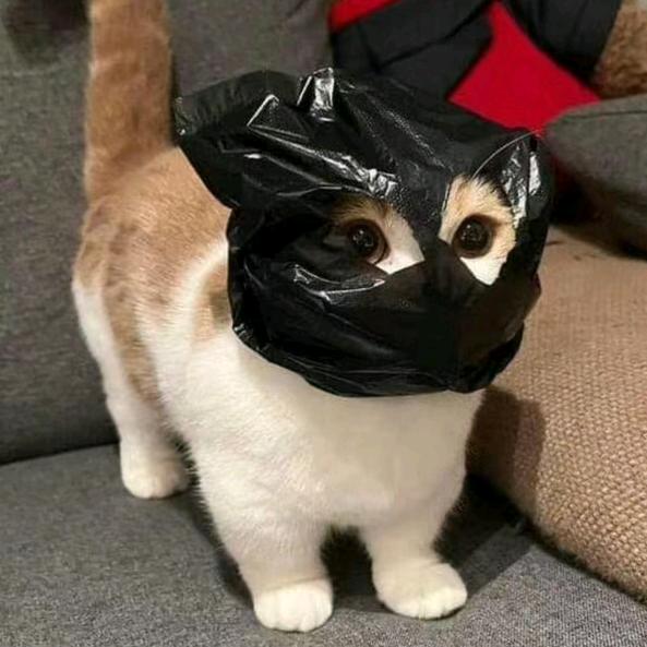 西羊