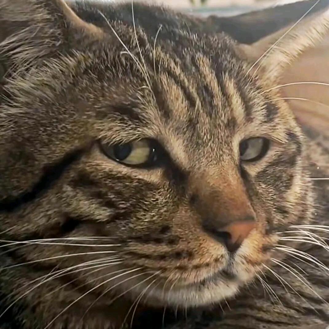 cat猫总