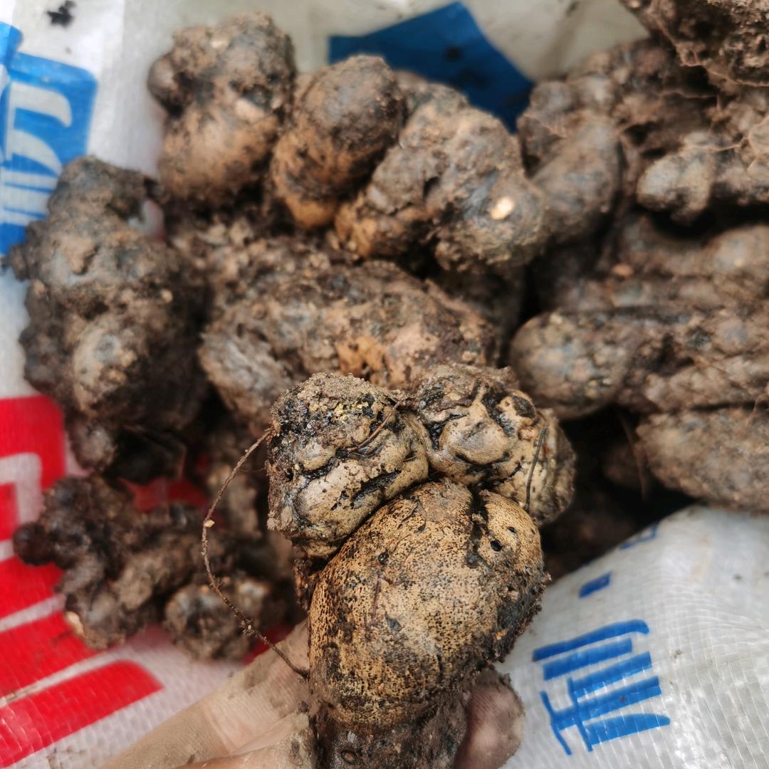 药材选育