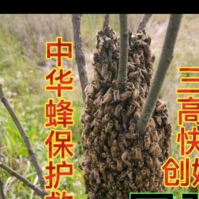 蜂之巅