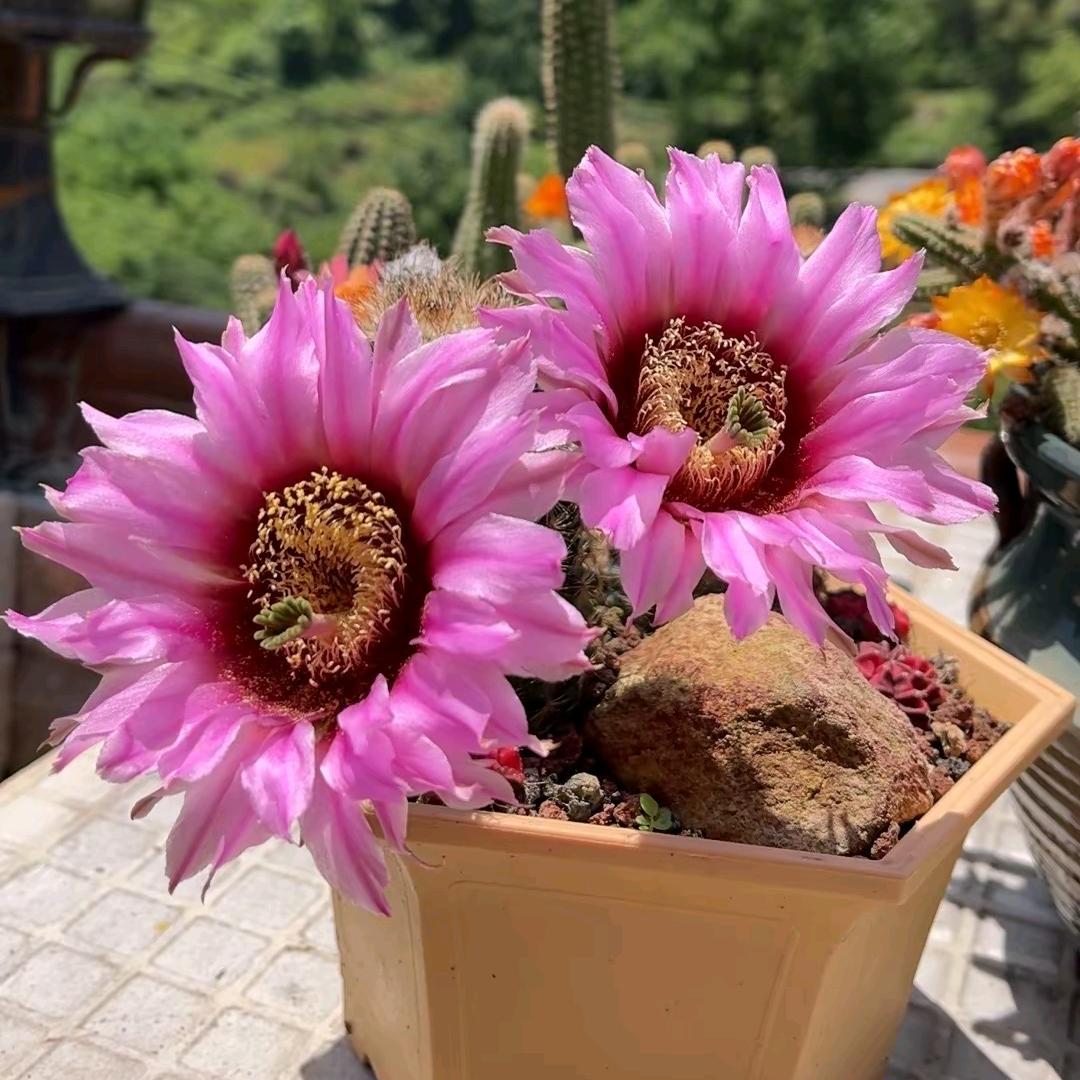 芳芳爱种花