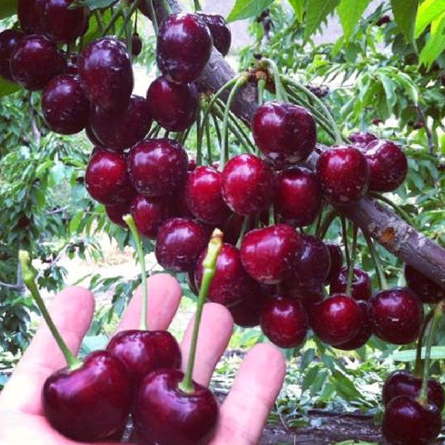 花千芳国红果树苗木专卖