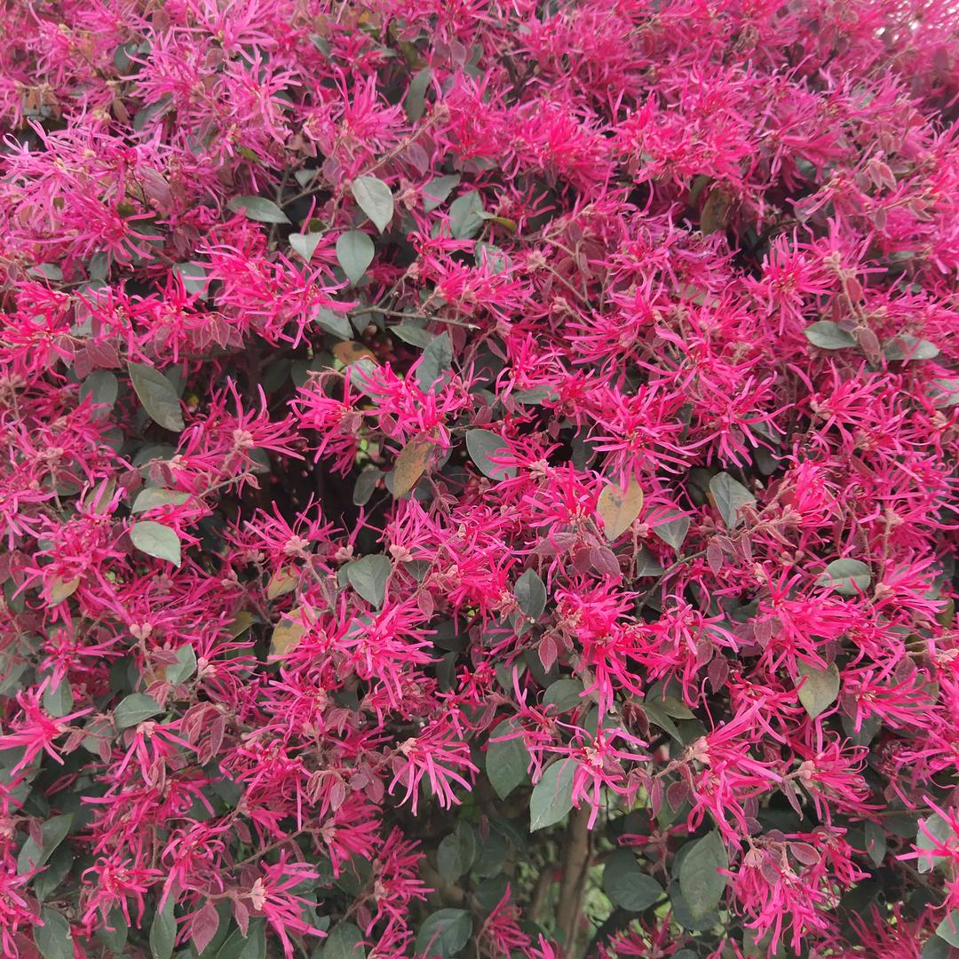 🌹红玫瑰🌹