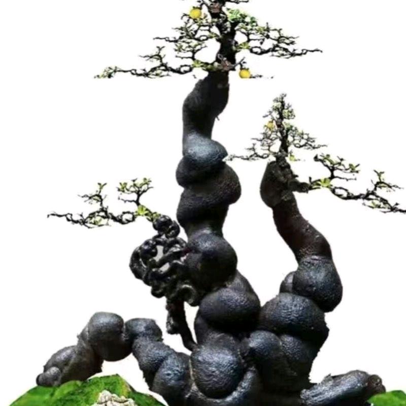 津弹子盆景园艺