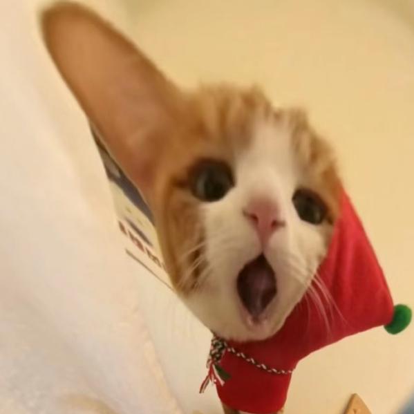 ꒰ঌ小喵不吃鱼໒꒱