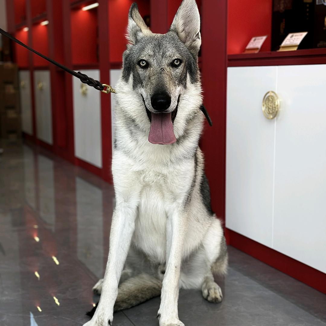 麻雀庄园-捷克狼犬