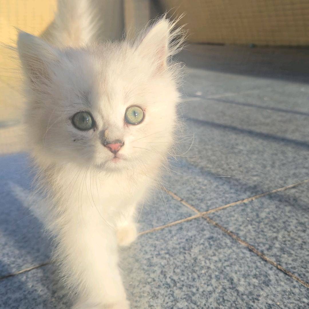骑猪王子
